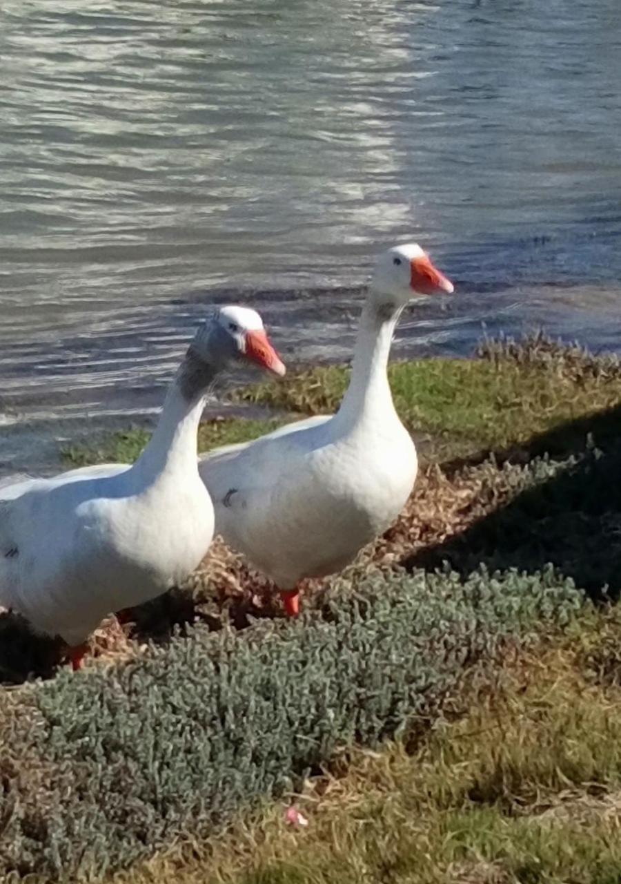 Kingfisher By The River - Self Catering Velddrif Εξωτερικό φωτογραφία